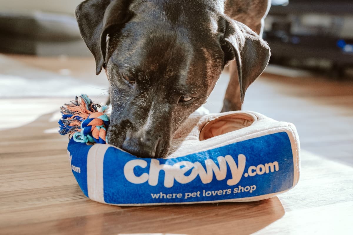 Hotele a penzióny pre zvieratá